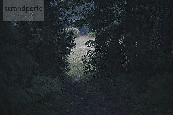 Schmaler Weg inmitten von üppigem Laub im Wald