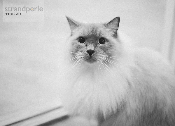 Portrait der Katze vor weißem Hintergrund