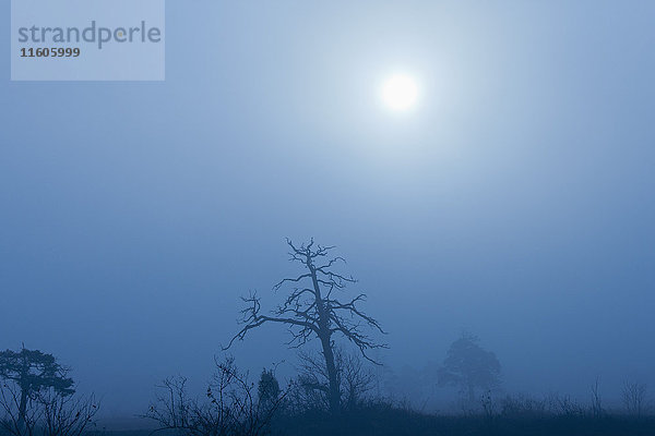 Niedriger Winkel der Silhouette kahler Baum gegen den Himmel in der Nacht