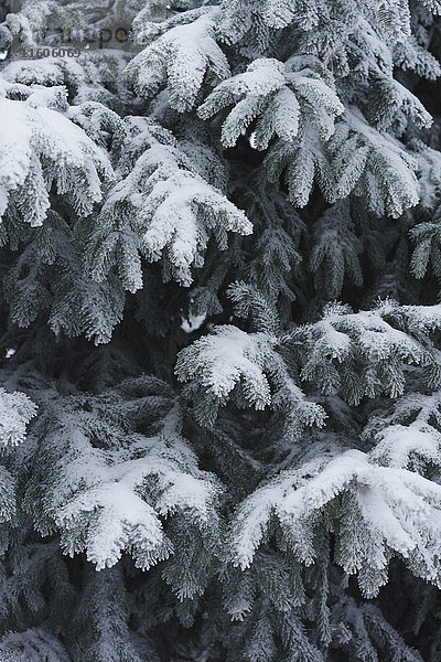 Vollbild-Aufnahme von schneebedeckten Kiefern