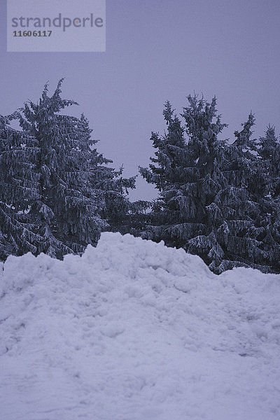 Tiefblick auf Bäume im schneebedeckten Land gegen den klaren Himmel