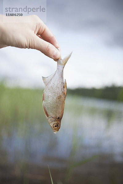 Abgeschnittenes Bild von Hand haltenden Fischen am See