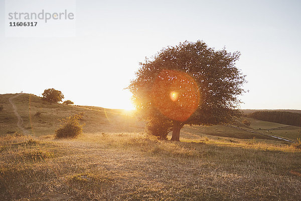 Bäume auf dem Feld gegen den klaren Himmel bei Sonnenuntergang