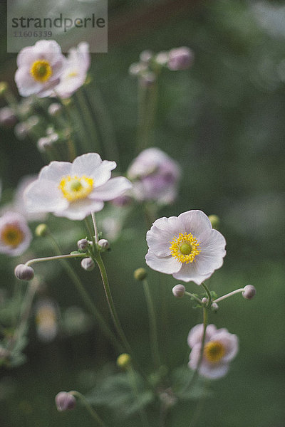 Nahaufnahme der im Park blühenden weißen Mohnblumen