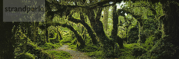 Panoramablick auf moosbedeckte Bäume im Wald  Zauberwald  Queulat Nationalpark  Patagonien