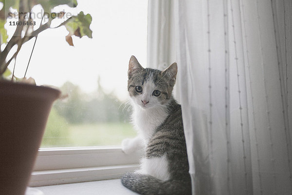 Porträt einer Katze auf der Fensterbank sitzend