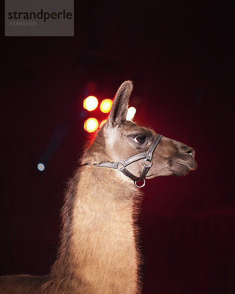 Seitenansicht des Lama bei Nacht