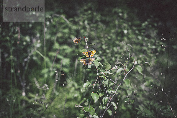 Schmetterlinge auf Pflanzen im Park im Hochformat