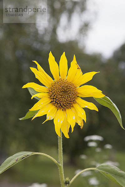 Nahaufnahme der Sonnenblumenblüte am Feld