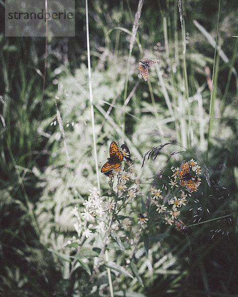 Hochwinkelansicht von Schmetterlingen  die auf Blumen im Park bestäuben.