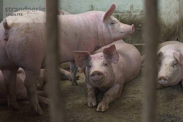 Schweine im Stall auf dem Bauernhof