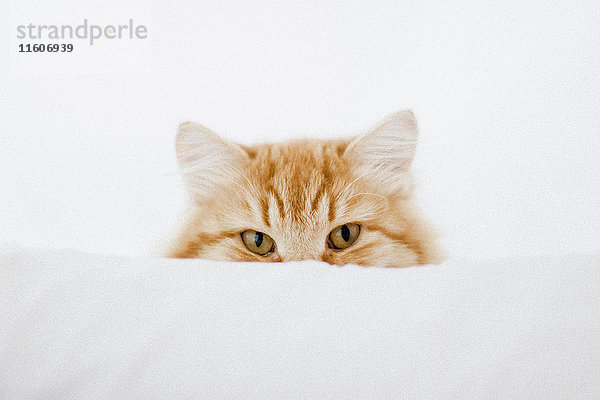 Porträt einer Ingwer-Katze  die sich hinter einem Kissen versteckt.