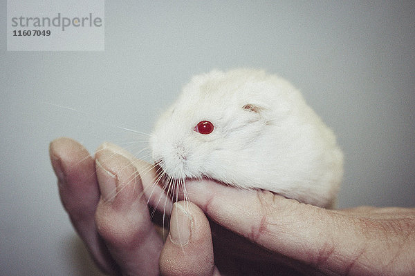 Nahaufnahme des weißen Hamsters auf den Händen vor grauem Hintergrund