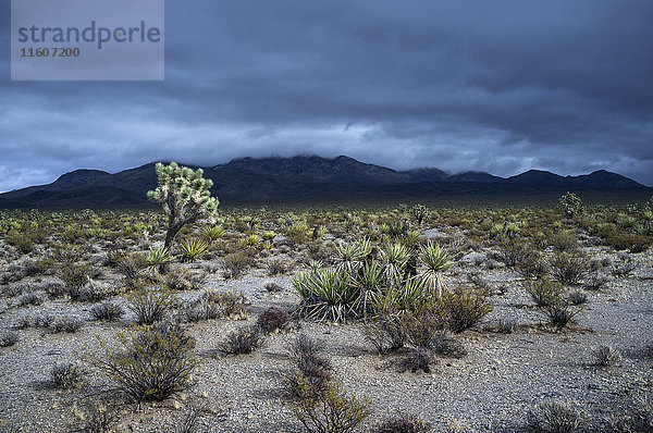 Blick auf Wüstenlandschaft und Berge vor dramatischem Himmel  Mojave Desert  Nevada  USA