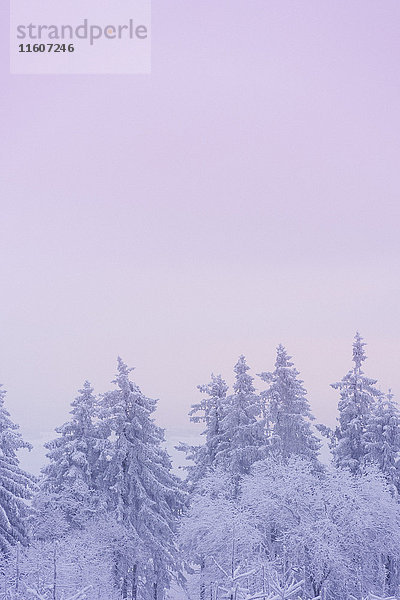 Tiefblick auf schneebedeckte Bäume bei klarem Himmel