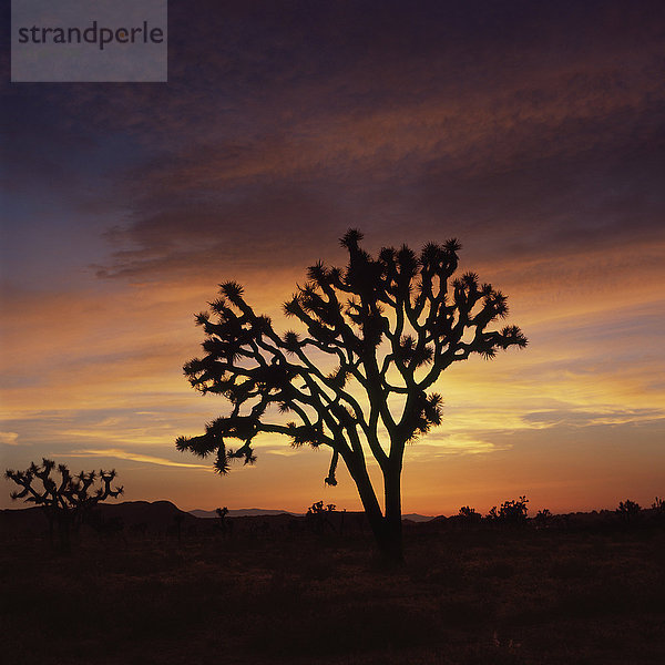 Baumsilhouette in der Landschaft vor orangem Himmel bei Sonnenuntergang  Joshua Tree National Park  USA