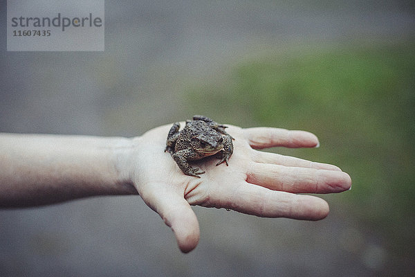 Abgeschnittenes Bild eines Hand haltenden Frosches