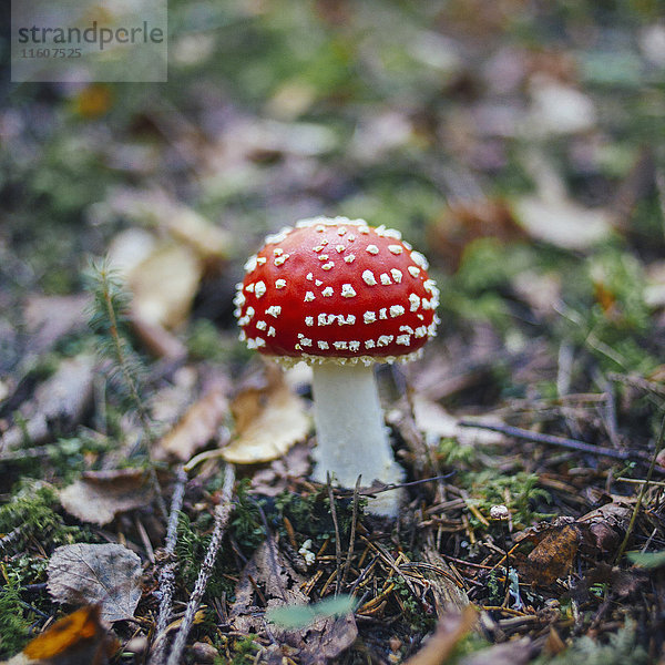 Nahaufnahme von Fliegenpilzen an Land im Wald