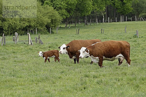 Kühe mit Kalb auf der Weide Tangendorf  Niedersachsen  Deutschland  Europa
