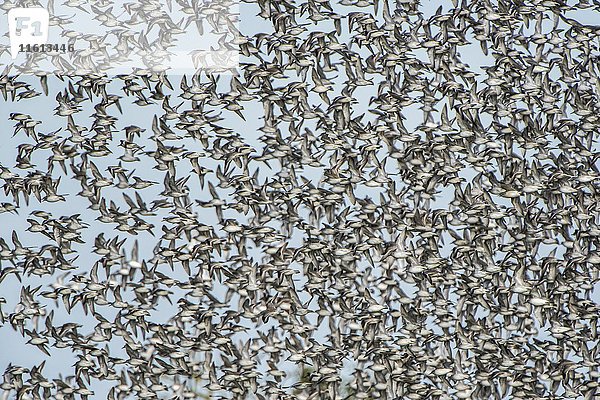 Auffliegen  Schwarm Rotkehlchen (Calidris canutus)  Snettisham  Norfolk  England