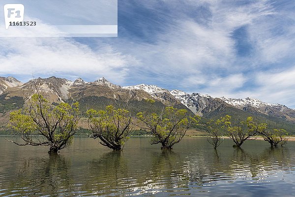 Im Wasser stehende Weiden  Glenorchy  Lake Wakatipu bei Queenstown  Otago  Southland  Neuseeland  Ozeanien