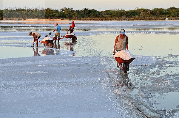 Arbeiter schaufeln Salz in Schubkarren  Rohsalzproduktion  Saline in El Cujo  Yukatan  Mexiko  Mittelamerika
