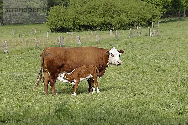 Kuh säugendes Kalb auf der Weide Tangendorf  Niedersachsen  Deutschland  Europa