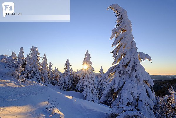 Sonnenaufgang  schneebedeckte Tannen  Großer Arber  Bayerischer Wald  Niederbayern  Bayern  Deutschland  Europa