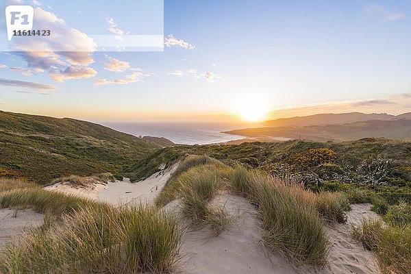 Sonnenuntergang über dem Meer  Sanddünen  Sandfly Bay  Dunedin  Otago  Otago Peninsula  Southland  Neuseeland  Ozeanien