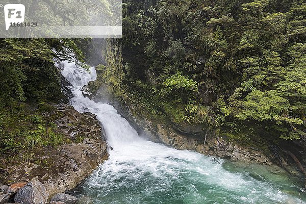 Falls Creek Wasserfall  Milford Highway  Regenwald  Fiordland National Park  Südland  Neuseeland  Ozeanien