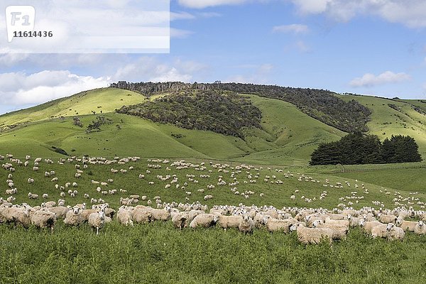 Schafherde in den Hügeln  The Catlins  Südland  Neuseeland  Ozeanien