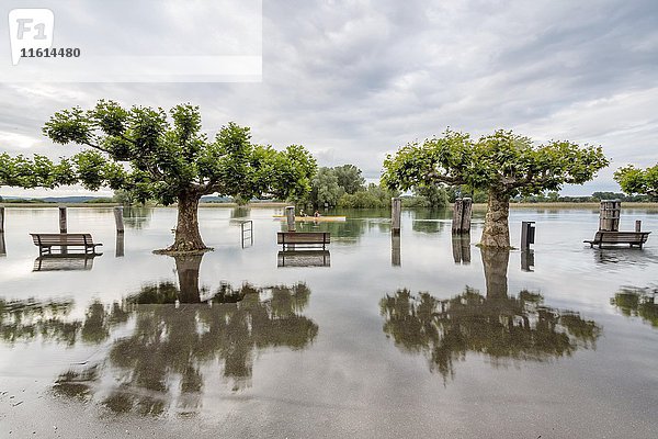 Überschwemmungen  Gottlieben am Bodensee  Kanton Thurgau  Schweiz  Europa