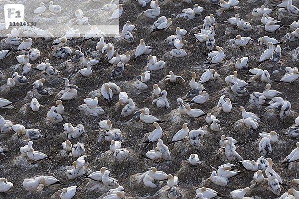 Kolonie des Australischen Basstölpels (Morus serrator)  Brutkolonie mit Nestern  Jung- und Altvögeln  Muriwai Beach  Auckland  Nordinsel  Neuseeland  Ozeanien