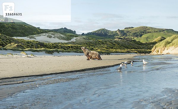 Neuseeländischer Seelöwe (Phocarctos hookeri)  erwachsenes Männchen am Strand  Sandfly Bay  Dunedin  Otago  Otago Peninsula  Southland  Neuseeland  Ozeanien