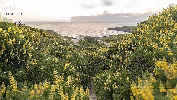 Blühende gelbe Lupinen (Lupinus)  Sandfly Bay  Dunedin  Otago  Otago Peninsula  Southland  Neuseeland  Ozeanien