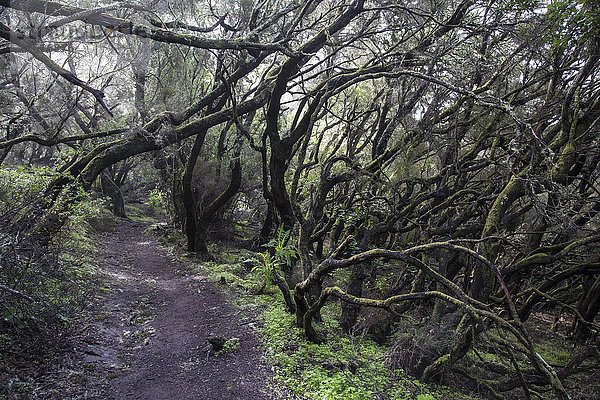 Moosbewachsene Bäume auf einem Weg  Lorbeerwald  Nationalpark Garajonay  Las Hayas  La Gomera  Kanarische Inseln  Spanien  Europa