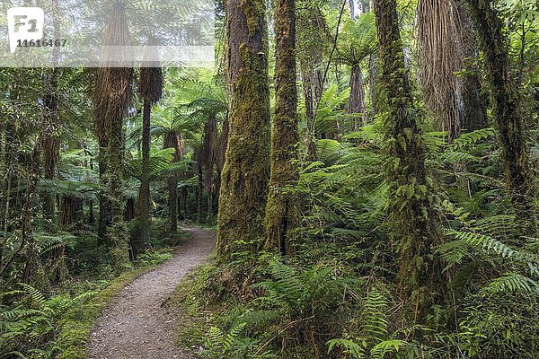Wanderweg  verschiedene Farne im Regenwald  Baumfarne  Whirinaki Forest  Nordinsel  Neuseeland  Ozeanien