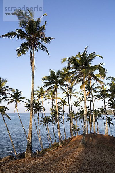 Palmen an einem Berghang am blauen Meer  Mirissa  Sri Lanka  Asien