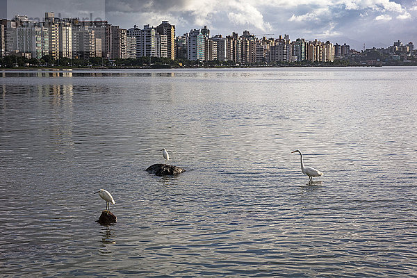 Vögel auf dem Wasser bei Wolkenkratzern  Florianopolis  Santa Catarina  Brasilien
