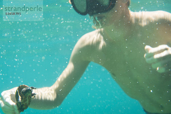 Unterwasseraufnahme eines Teenager-Jungen mit einer gewöhnlichen Schnappschildkröte  Econfina Creek  Youngstown  Florida  USA