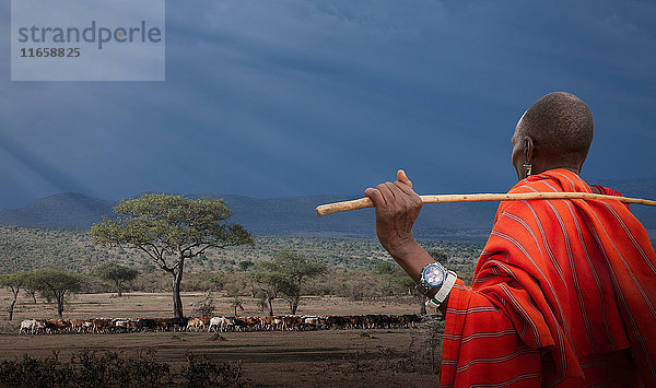 Massai-Hirte  der seine Kühe hütet  Masai Mara National Reserve  Kenia