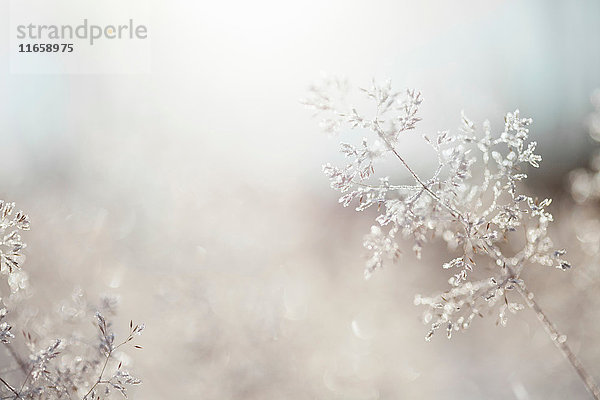 Nahaufnahme von hinterleuchteten Frost-Eiskristallen auf gewelltem Haargras (Deschampsia flexuosa)