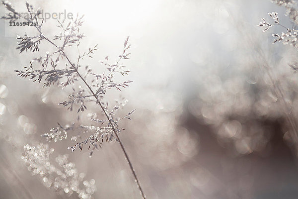 Nahaufnahme von hinterleuchteten Frost-Eiskristallen auf gewelltem Haargras (Deschampsia flexuosa)