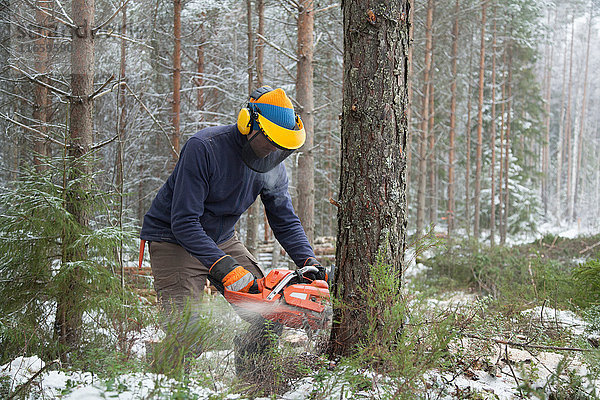 Holzfäller sägt Baum  Tammela  Forssa  Finnland