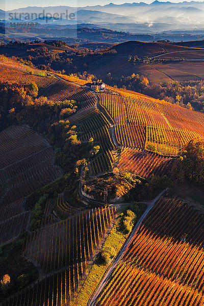 Blick vom Heißluftballon auf die hügelige Landschaft und die herbstlichen Weinberge  Langhe  Piemont  Italien
