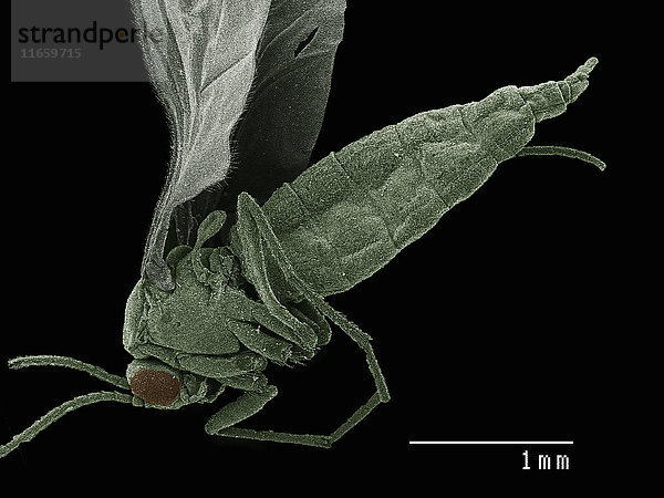 Seitliche Ansicht einer in einem Rasterelektronenmikroskop aufgenommenen Mücke (Diptera)
