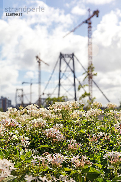 Blumen an der Brücke ponte hercilio luz  Florianopolis  Santa Catarina  Brasilien