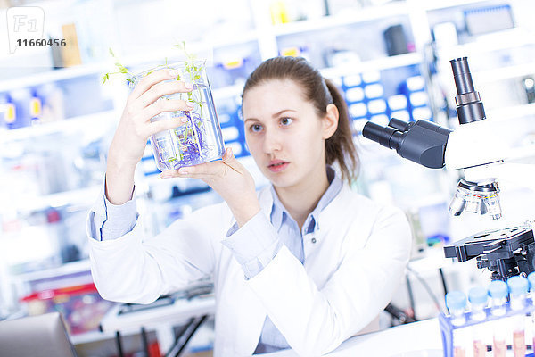 Eine Wissenschaftlerin hält eine Pflanze in einem Becherglas im Labor.
