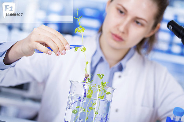 Wissenschaftlerin bei der Untersuchung einer Pflanze im Labor.
