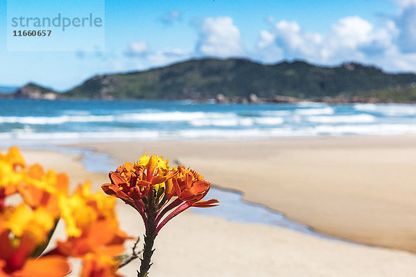 Nahaufnahme von Orangenblüten am Strand  Florianopolis  Santa Catarina  Brasilien